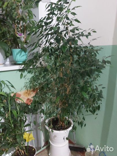 Фикус бенджамина большой