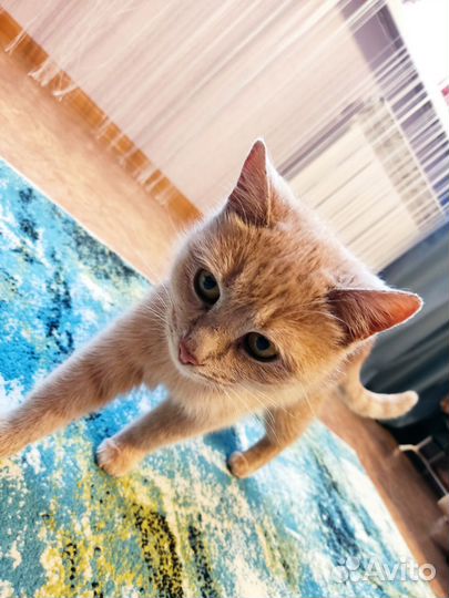 Отдам кошечку в добрые руки