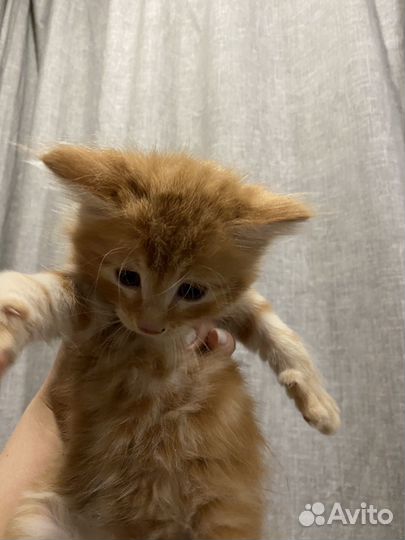 Котята Мейн-Кун метис