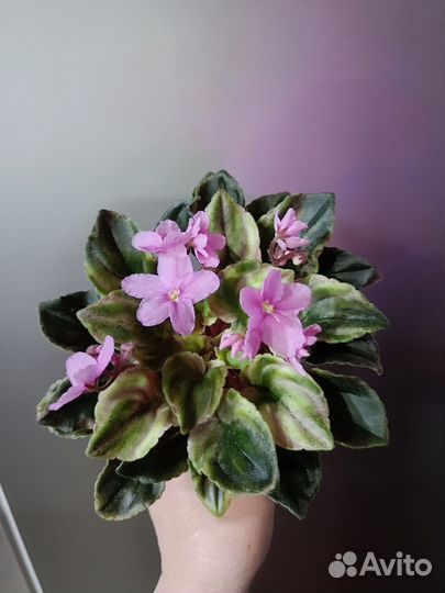 Комнатные растения.Обновлен 23.04