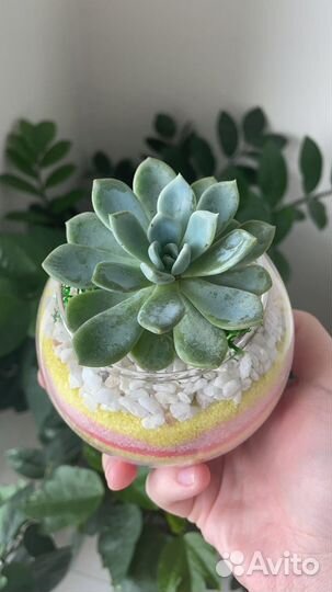 Флорариумы с морем на 1 сентября