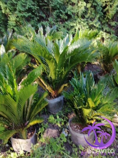 Пальма саговник Цикас