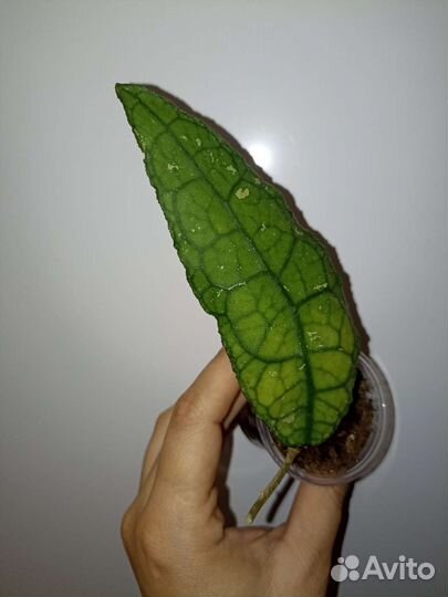 Хойя. Черенки