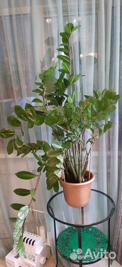 Замиокулькас