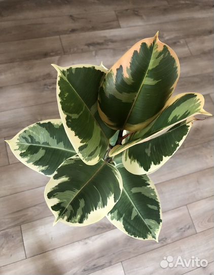 Фикус эластика тинеке 83см
