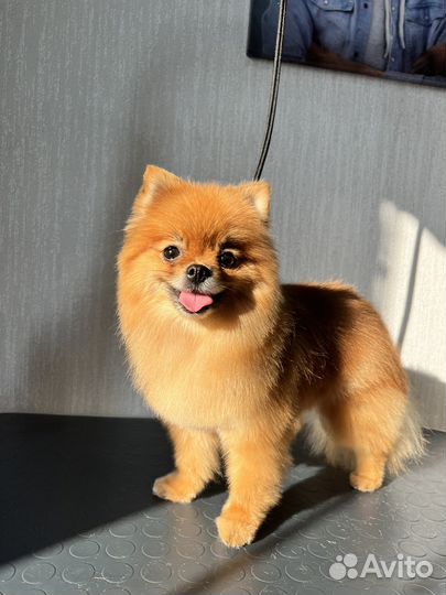 Грумер. Стрижка собак