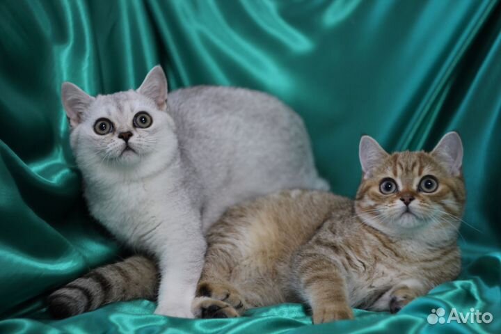 Британская серебристая и золотая шиншилла