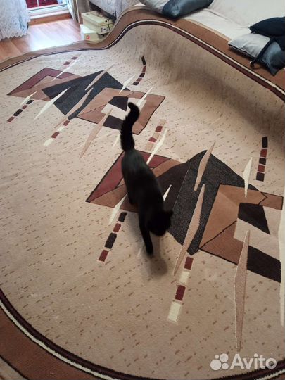 Палас бу 2,5 * 3,5