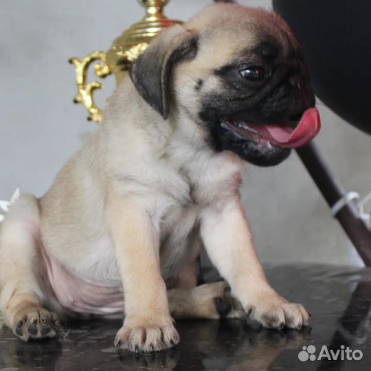 Щенки мопса