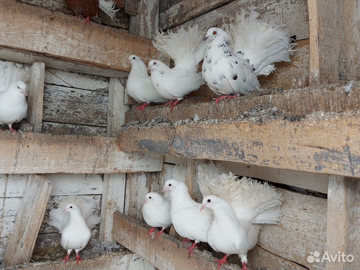 Голуби павлины