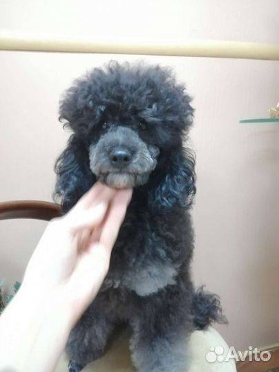 Пудели Шьен партиколор Той и миниатюрный