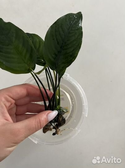 Анубиус, растение для аквариума