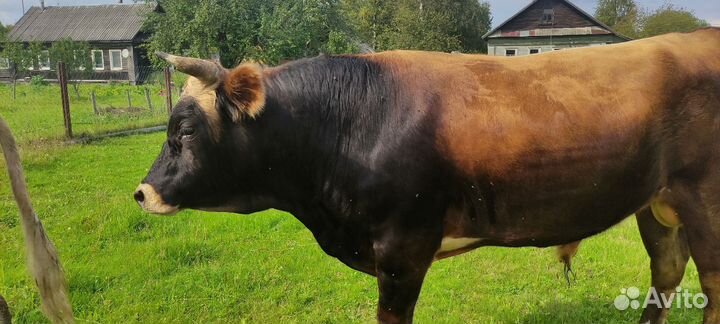 Джерсейский бык