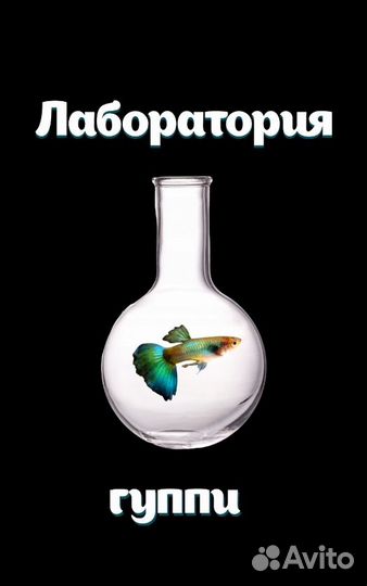 Лаборатория гуппи - чистые линии