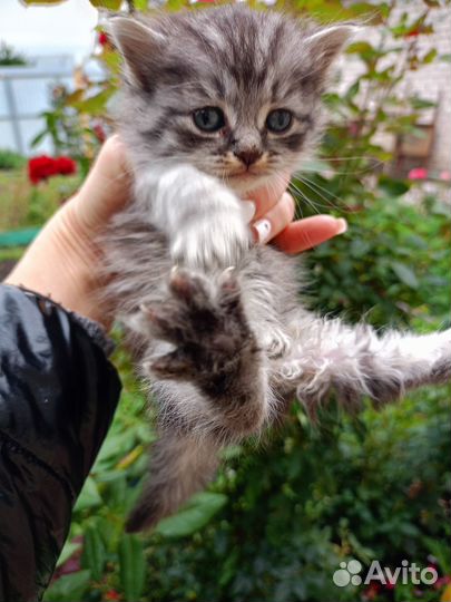 Шотладские вислоухие котята