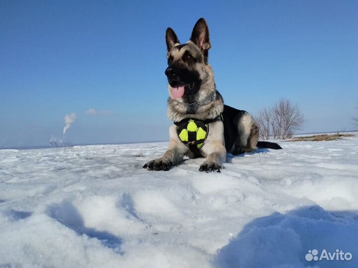 Вязка восточноевропейская овчарка