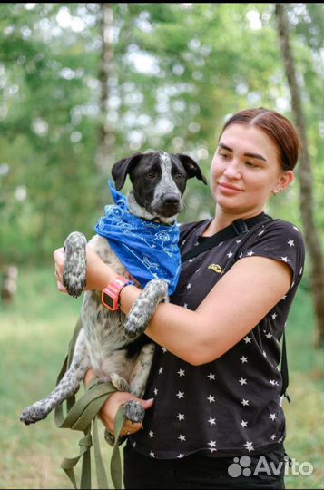 Маленькая собака в добрые руки