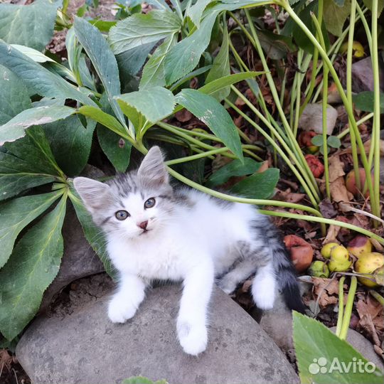 Отдам бесплатно в добрые руки