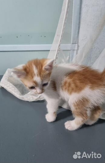 Котенок мальчик