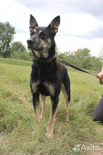 Спасите собаку из приюта