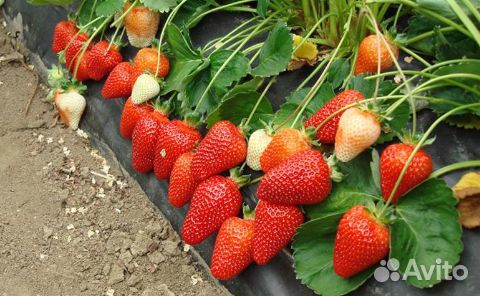 Рассада клубники Азия