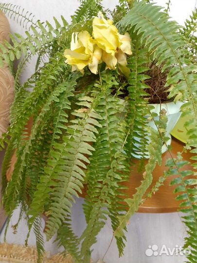 Комнатные цветы