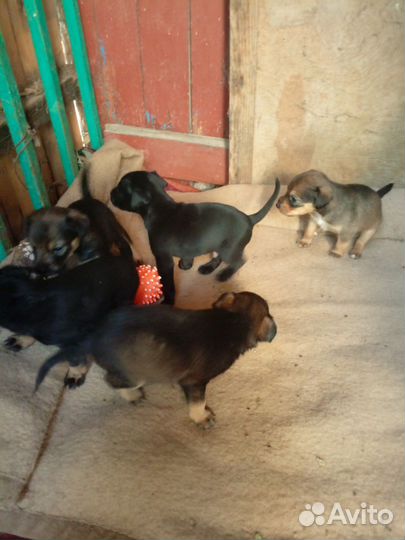 Щенков ягдтерьер продаю