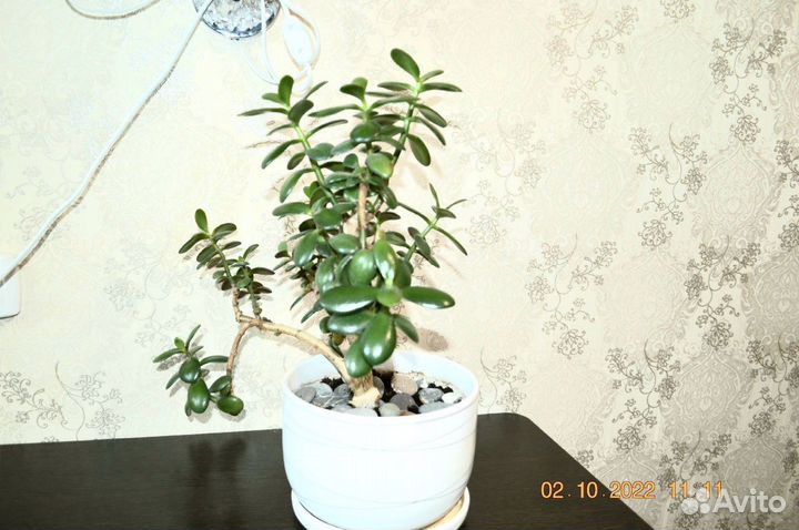 Денежное дерево (толстянка)