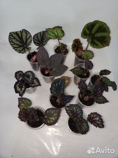 Бегония декоративно лиственная