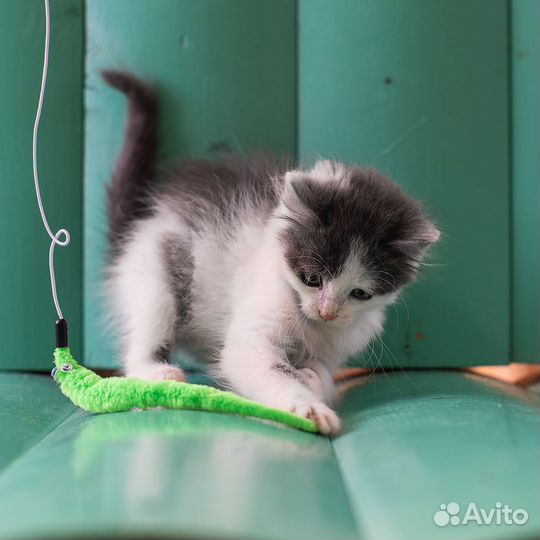 Котёнок Маня, 2 месяца