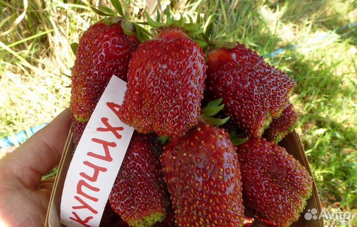 Рассада клубники