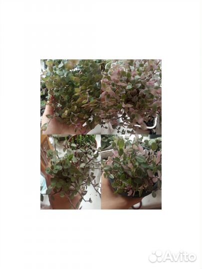 Растения, суккуленты, кактусы, цветы