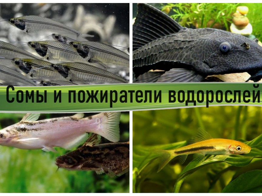 Аквариумные сомы и пожиратели водорослей