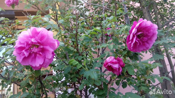 Зимоустойчивая сибирская роза