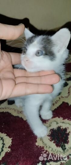 Анатолийская кошка