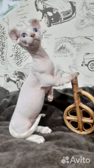 Двельф котик