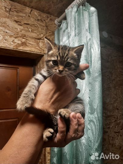 Котенок мальчик