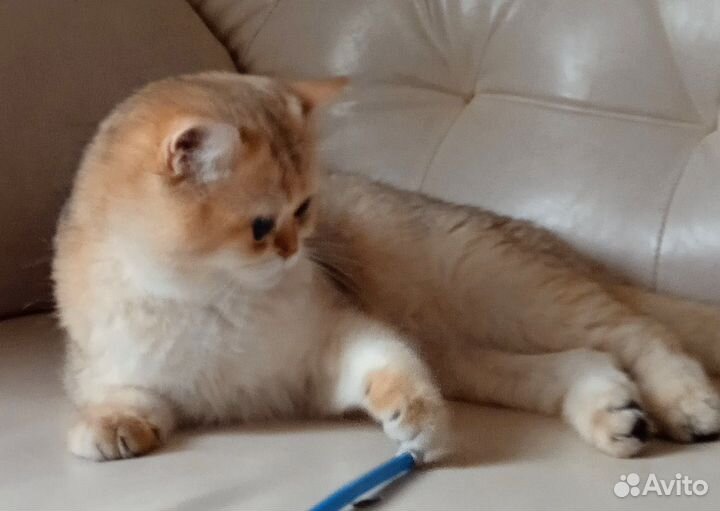 Вязка Британский золотой кот