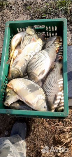 Живой Карп опт розница