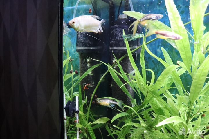 Аквариум с тумбой