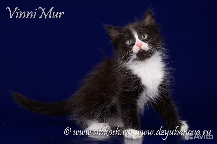 Сибирские котята