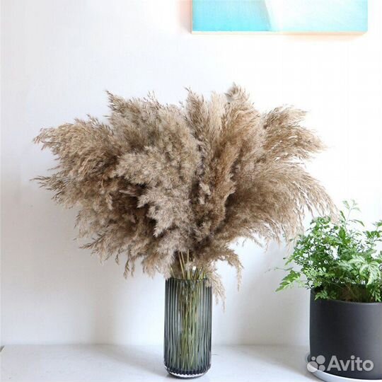 Сухоцвет для декора и вазы