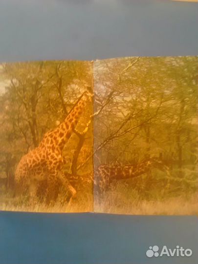 Йозеф Вагнер, Сафари под Килиманджаро, чсср