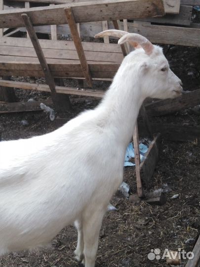 Продаются козы оптом