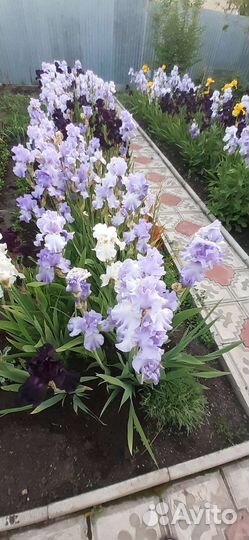 Ирисы бородатые