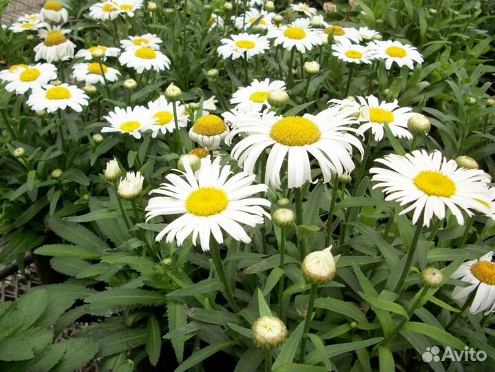 Нивяник садовый