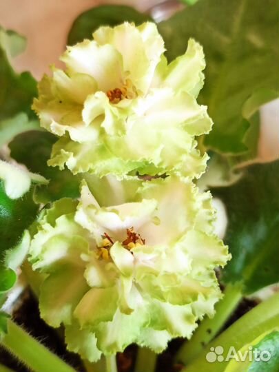 Детки сортовых фиалок