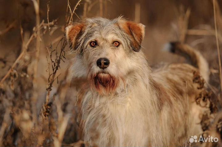 Нереальный красавец Сэмик ждёт свою семью