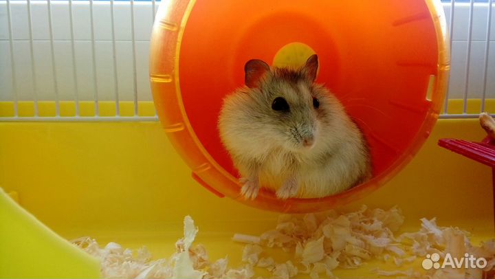 Передержка маленьких животных(кошек/собак не беру)