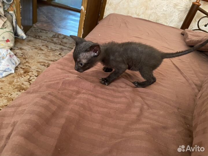 Котятки сфинкс